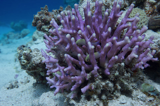  Stylophora subseriata (Brush Coral, Club Finger Coral)
